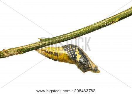 Lime Butterfly (papilio Demoleus) Pupa Before Its Emerging