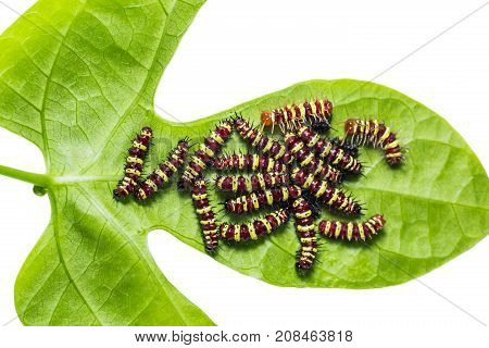 Group Of Middle Instar Leopard Lacewing (cethosia Cyane) Caterpillars