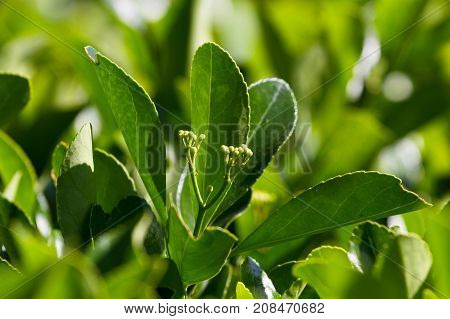 Macro photo leaves of Eounimus japonicus. Japanese spindle