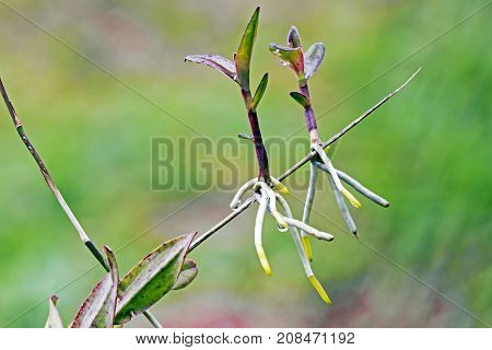 Epidendrum Orchid Plant Leaves And Stems With New Shoots
