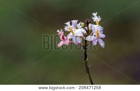 Pink And White Epidendrum Orchid On Blurred  Background