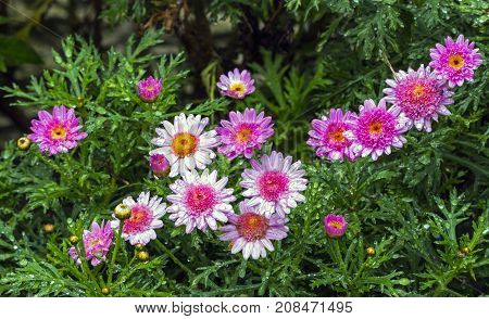 Rain Soaked Pink Daisies Against Wet Green Foiliage Background