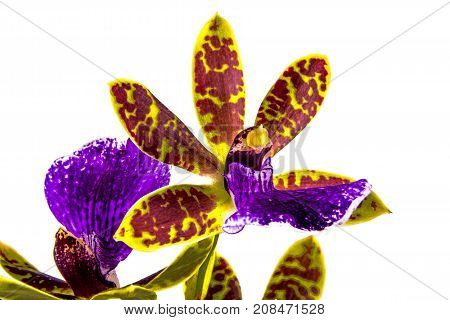 Purple Yellow And Red Oncidium Orchid  On White Background