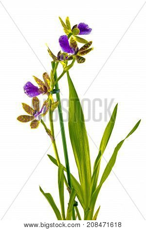 Purple Yellow And Red Oncidium Orchid  On White Background