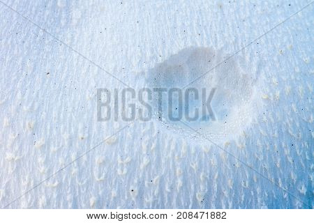 Mushroom cap texture with a slug crater eaten out