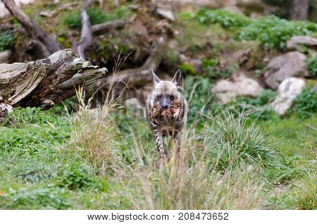 Striped Hyena (hyaena Hyaena)