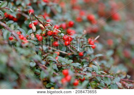Autumn Berries Red Gaultheria