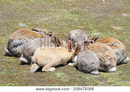 Group Of Rabbit Are Eatting