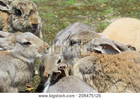 Group Of Rabbit Are Eatting
