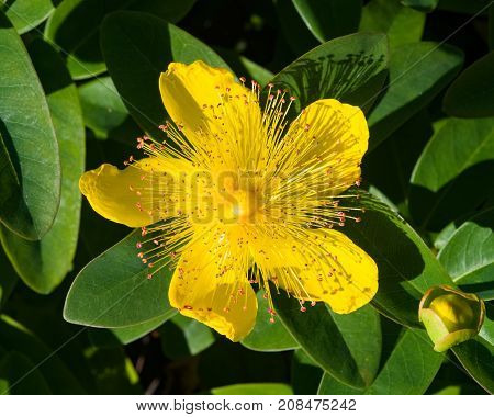 St. John's Wort or Yellow Rose of Sharon Hypericum calycinum flower close-up selective focus shallow DOF.