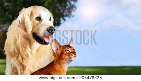 Cat and dog abyssinian cat golden retriever together on peaceful nature background.