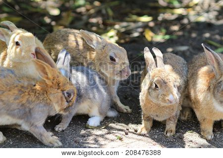 A Rabbit At Okunoshima Hiroshima Japan June 2016