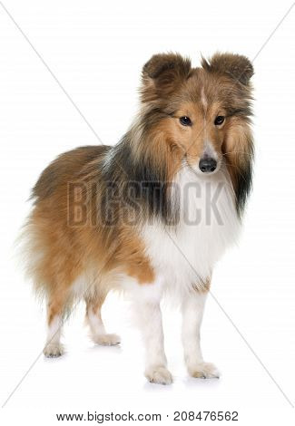 shetland dog in front of white backrgound