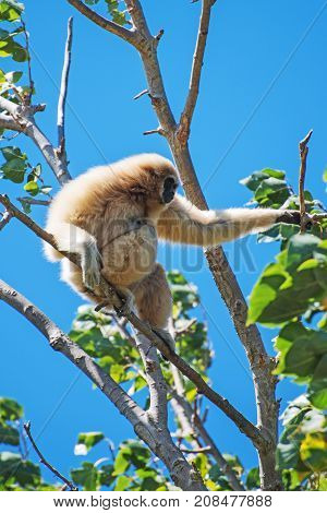 Lar Gibbon On The Tree. Hylobates Lar.