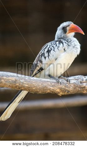 Portrait Of Northern Red-billed Hornbill. Tockus Erythrorhynchus.