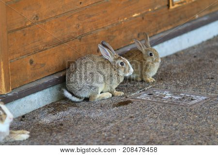 Rabbit Looking For Food At Okunoshima