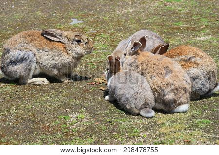 Group Of Rabbit Are Eatting