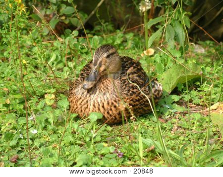 Duck On Grass 2