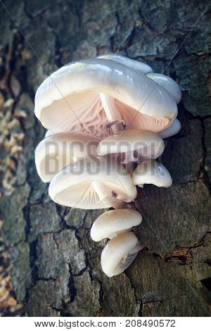 Oudemansiella mucida commonly known as porcelain fungus growing on a tree trunk.