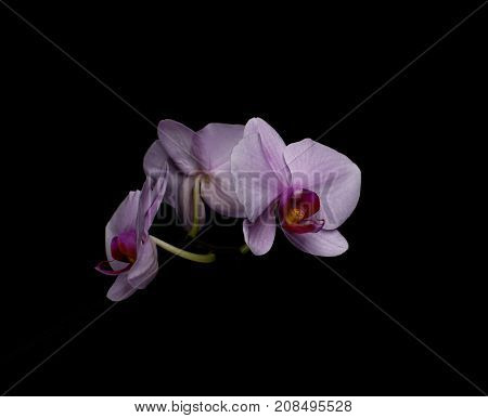 Three flowers of an orchid on a black background