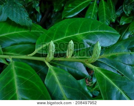 Cherry Laurel Buds in the Garden - Landscape