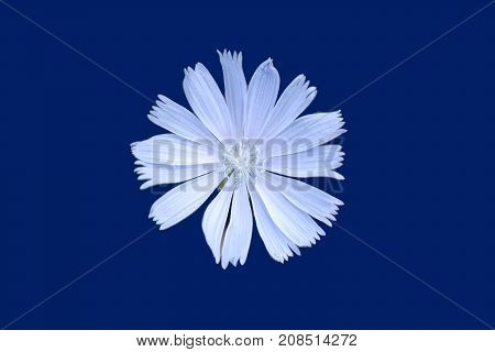 The close-up and top view of a isolated cornflower at the field edge.