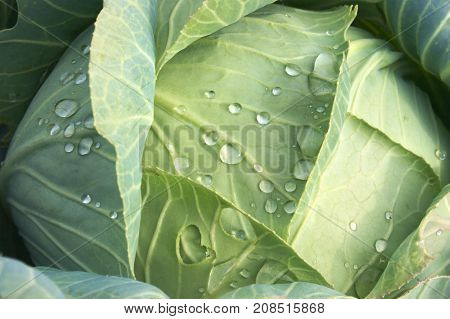 Cabbage reached maturity and is waiting for its application