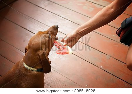 Dachshund dog eating a fresh juicy watermelon