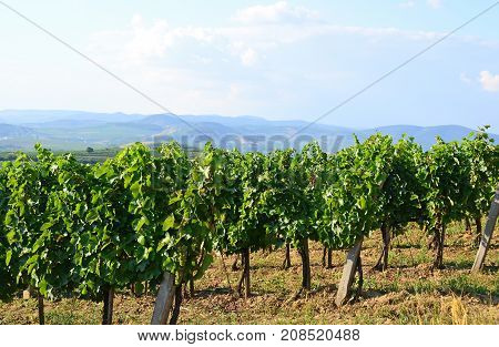 Vineyards in the hill-side near Tokaj city Hungary