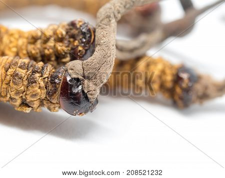 close up Ophiocordyceps sinensis (CHONG CAO DONG CHONG XIA CAO) this is a herbs. Medicinal properties in the treatment of diseases.