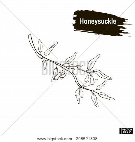 Outline Berry, Honeysuckle Sketch