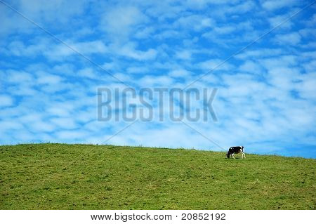 Mucca su un cielo blu