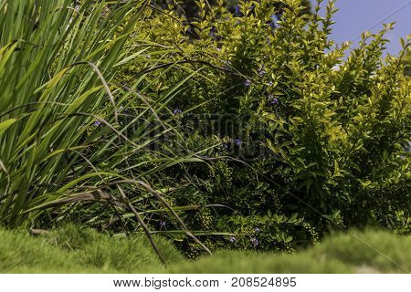 Green and yellow bushes with purple flowers and fruit blurred bumpy zoysia creeping grass in front
