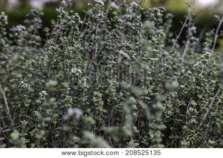 Green zaatar herb plant bush with white flowers nature background