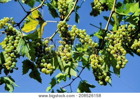 Unripe Grape Bunches