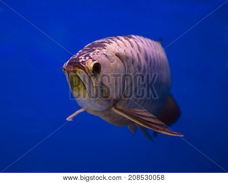 Asian gold arowana fish in a blue background