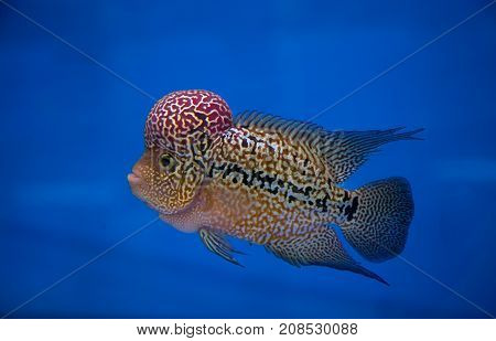 Flowerhorn cichlid fish in a blue background