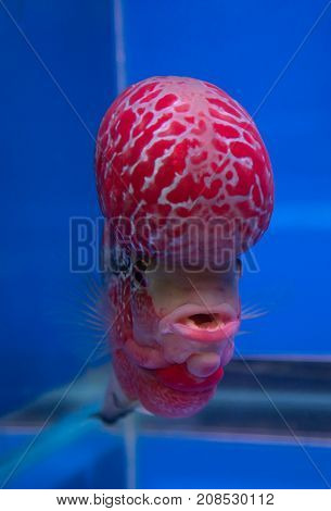 Flowerhorn cichlid fish in a blue aquarium