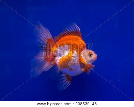 Ryukin goldfish in a blue background aquarium