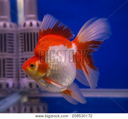 Ryukin goldfish in a blue background aquarium
