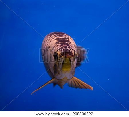 Asian gold arowana fish in a blue aquarium