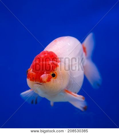 Lionhead goldfish in a blue background aquarium
