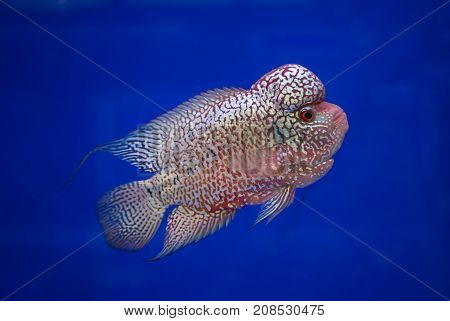 Flowerhorn cichlid fish in a blue background