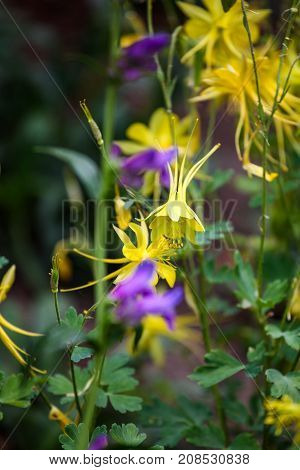 Close Up View At Golden Columbine (aquilegia Chrysantha)