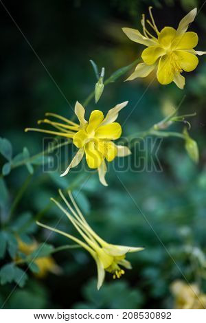 Golden Columbine (aquilegia Chrysantha)