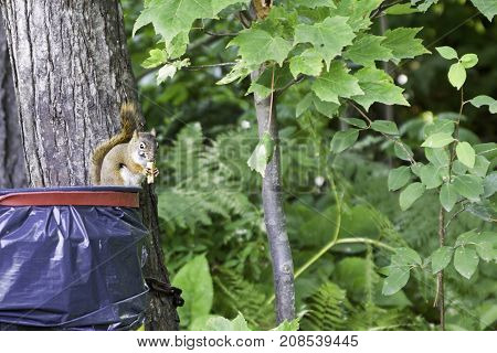 Wide view of a brown/grey squirrel chewing on some food while sitting on a plastic garbage container attached to a trees with greenery at Pabineau Falls near Bathurst, New Brunswick on a bright sunny day with blue skies and clouds in August.