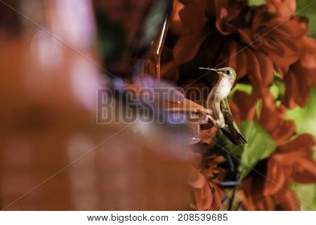 Wide close up view of a humming bird on the edge of a feeder with soft focus red flowers and greenery at Pabineau Falls near Bathurst, New Brunswick on a bright sunny day with blue skies and clouds in August.