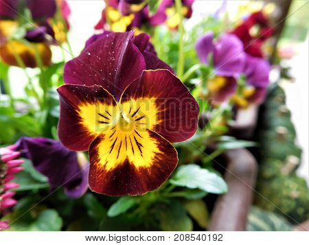 The purple violet in our flowerpot for the best decoration on everywhere in your home