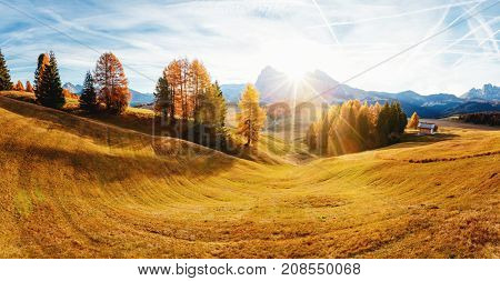 Magic image of larchs on the slopes of bright hills. Gorgeous scene. Location place Dolomiti alps, Compaccio, Seiser Alm or Alpe di Siusi, Bolzano province, South Tyrol, Italy. Europe. Beauty world.