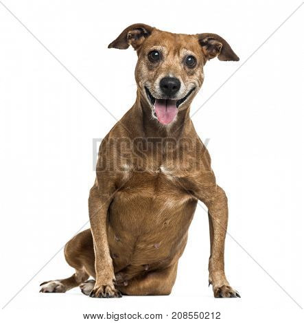 Old crossbreed dog panting, isolated on white